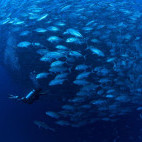 Trevally and diver in the Philippines.