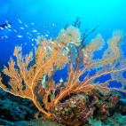 Gorgonia sea fan in the Philippines