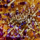 Anemone crab in Malapascua, the Philippines