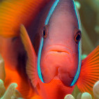 Anemonefish in Malapascua, the Philippines.