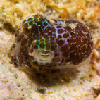 Bobtail squid in Malapascua, the Philippines.