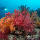 Coral reef and diver in Malapascua, the Philippines.