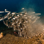 Striped eel catfish in Malapascua, the Philippines.
