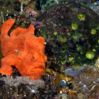 Frogfish in Malapascua, the Philippines.