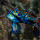 Mandarin fish in Malapascua, the Philippines