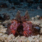 Mantis shrimp in Malapascua, the Philippines
