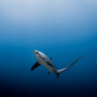 Thresher shark in Malapascua, the Philippines