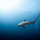 Thresher shark in Malapascua, the Philippines