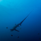 Thresher shark in Malapascua, the Philippines