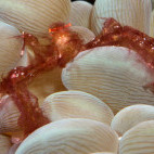 Orangutan crab in Malapascua, the Philippines.