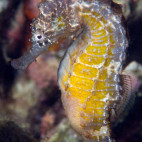 Seahorse in Malapascua, the Philippines.