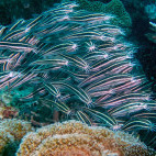 Striped eel catfish in Malapascua, the Philippines