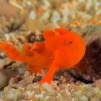 Frogfish in Malapascua, the Philippines.