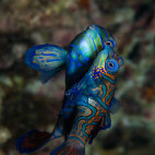 Mandarin fish in Malapascua, the Philippines.