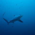 Thresher shark in Malapascua, the Philippines