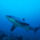 Thresher shark in Malapascua, the Philippines.