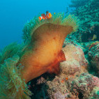 Coral reef in Moalboal, the Philippines
