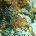 Blue-ringed octopus in Moalboal, the Philippines