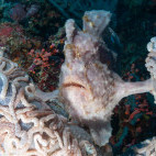 Giant frogfish in Moalboal, the Philippines