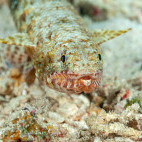 Gracile lizardfish in Moalboal, the Philippines