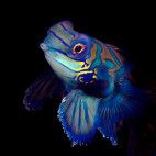 Mandarinfish in Moalboal, Philippines