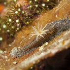 Nudibranch in Moalboal, Philippines