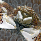 Porcelain crab in Moalboal, Philippines