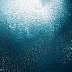 Sardines in Moalboal, Philippines
