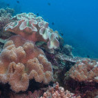 Coral reef in Moalboal, the Philippines