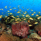 Coral reef in Moalboal, the Philippines