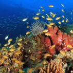 Coral reef in Moalboal, the Philippines