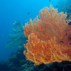 Coral reef in Moalboal, the Philippines