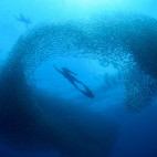 Sardine baitball in Moalboal, the Philippines
