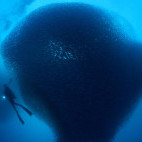 School of sardines in Moalboal, the Philippines