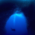 School of sardine in Moalboal, the Philippines
