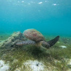 Turtle in Moalboal, the Philippines