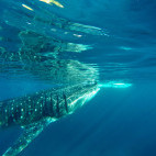 Whale shark in Moalboal, the Philippines