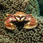 Porcelain crab with anemones in the Philippines