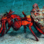 Hairy hermit crab in Puerto Galera, the Philippines