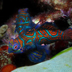 Mandarinfish in Puerto Galera, the Philippines
