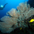 Coral sea fan in Puerto Galera, the Philippines