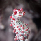 Pygmy seahorse in the Philippines