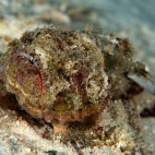 Scorpionfish in the Philippines.