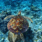 Sea turtle in the Philippines