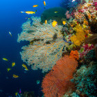 Coral reef in Sipalay, the Philippines.