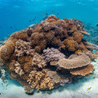 House reef at Sipalay Easy Diving & Beach Resort in the Philippines