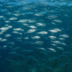 Fish shoal in Sipalay, the Philippines.
