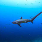 Thresher shark in the Philippines