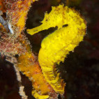 Seahorse in Thailand.
