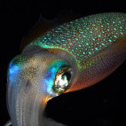 Cuttlefish in Thailand